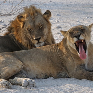 Etosha - Olifantsbad - Lions